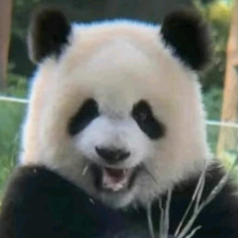我爱熊猫🐼