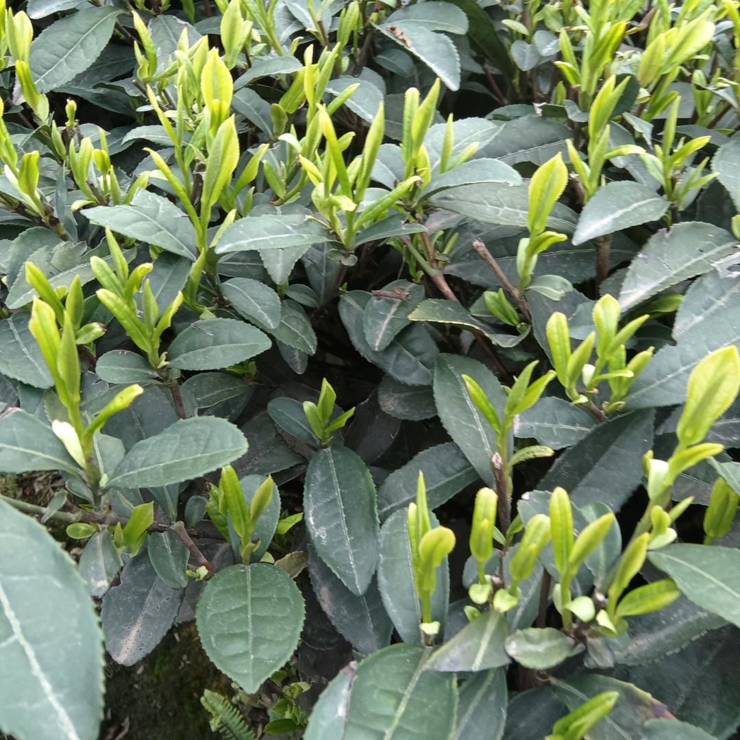 我是龙华人邓仕英