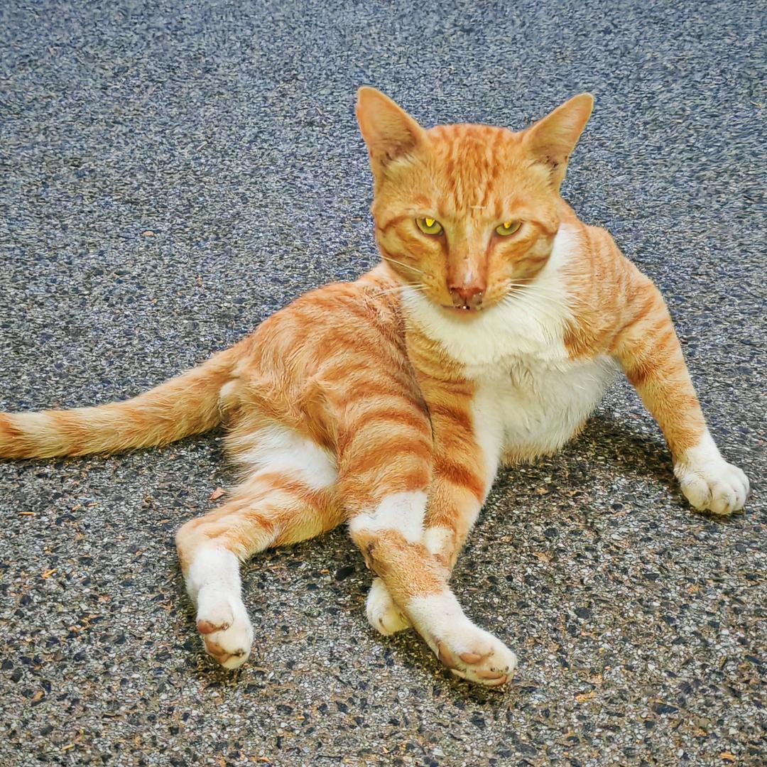 猫尾草