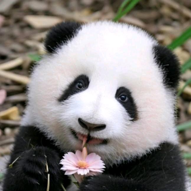 暴躁的🐻