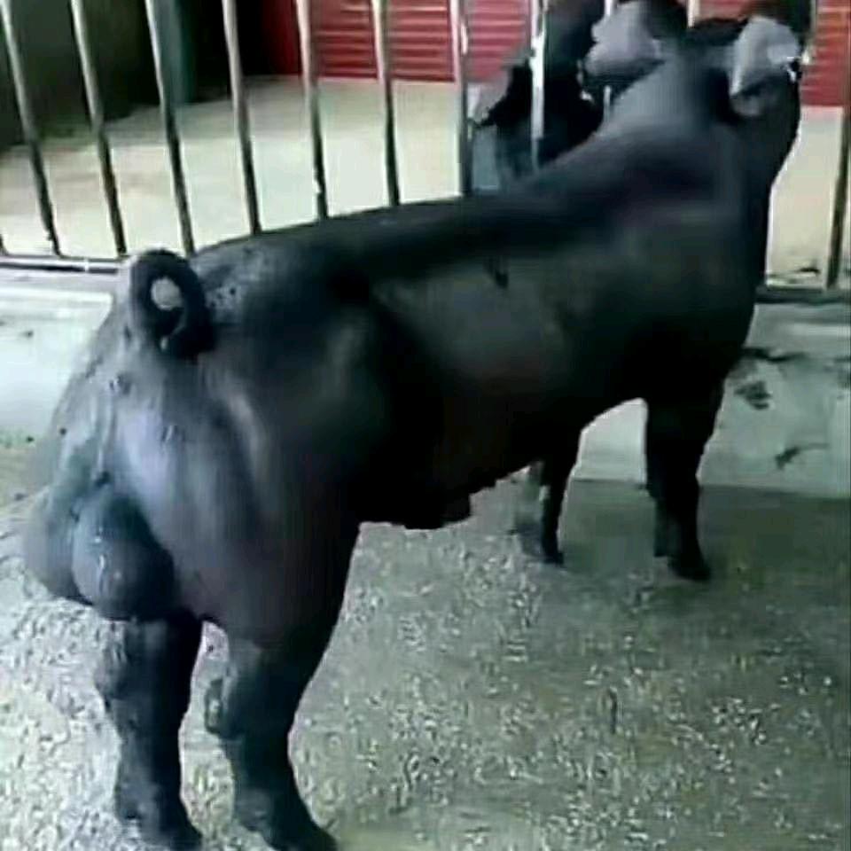 金江养殖