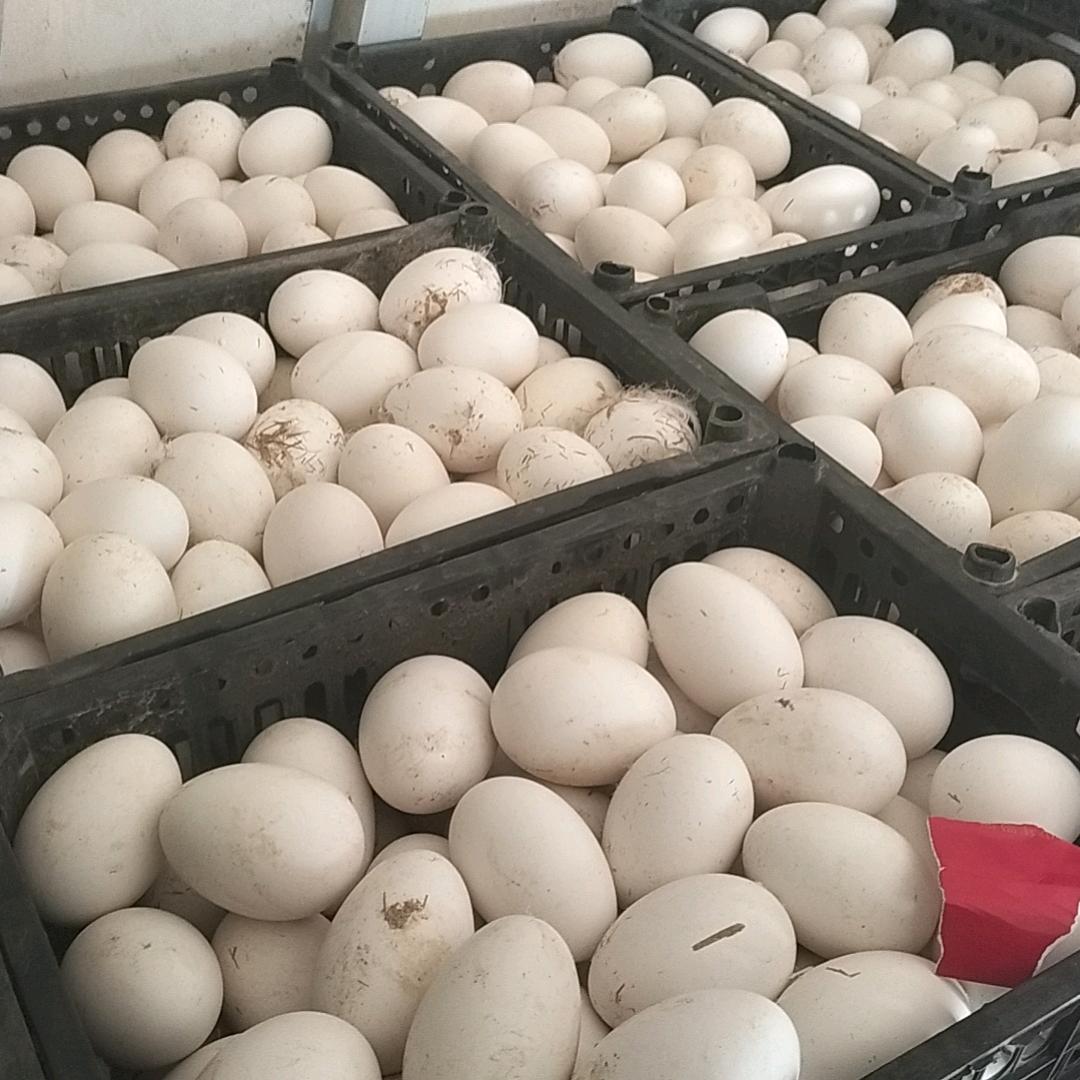 菊林美味坊