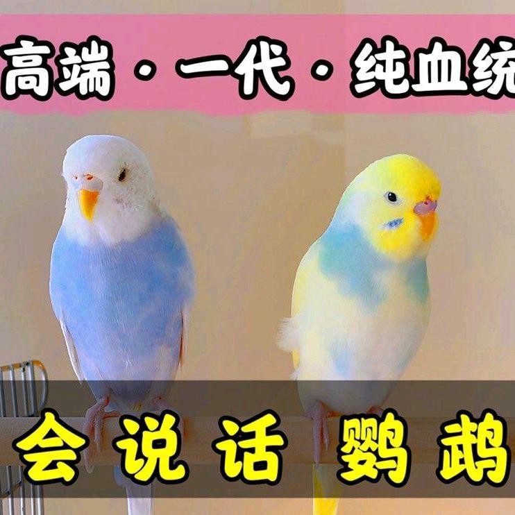 临沂心宠驿站小徐手养鸟