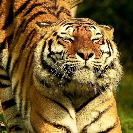 炸鱼的猫