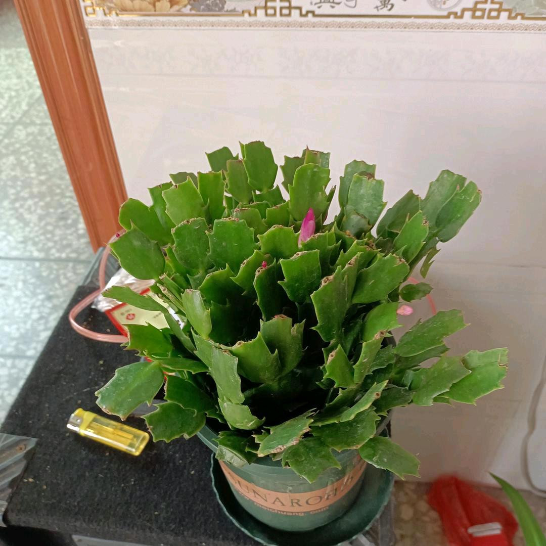 蓉儿