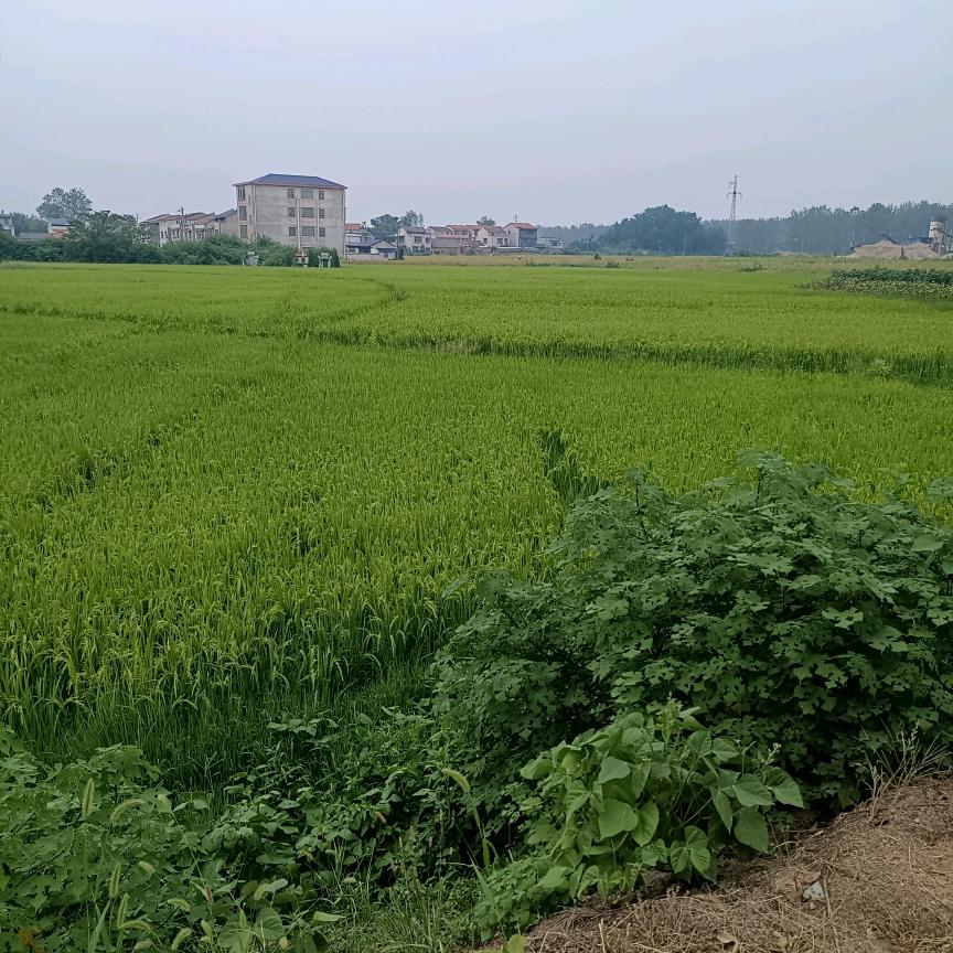 为你停刘