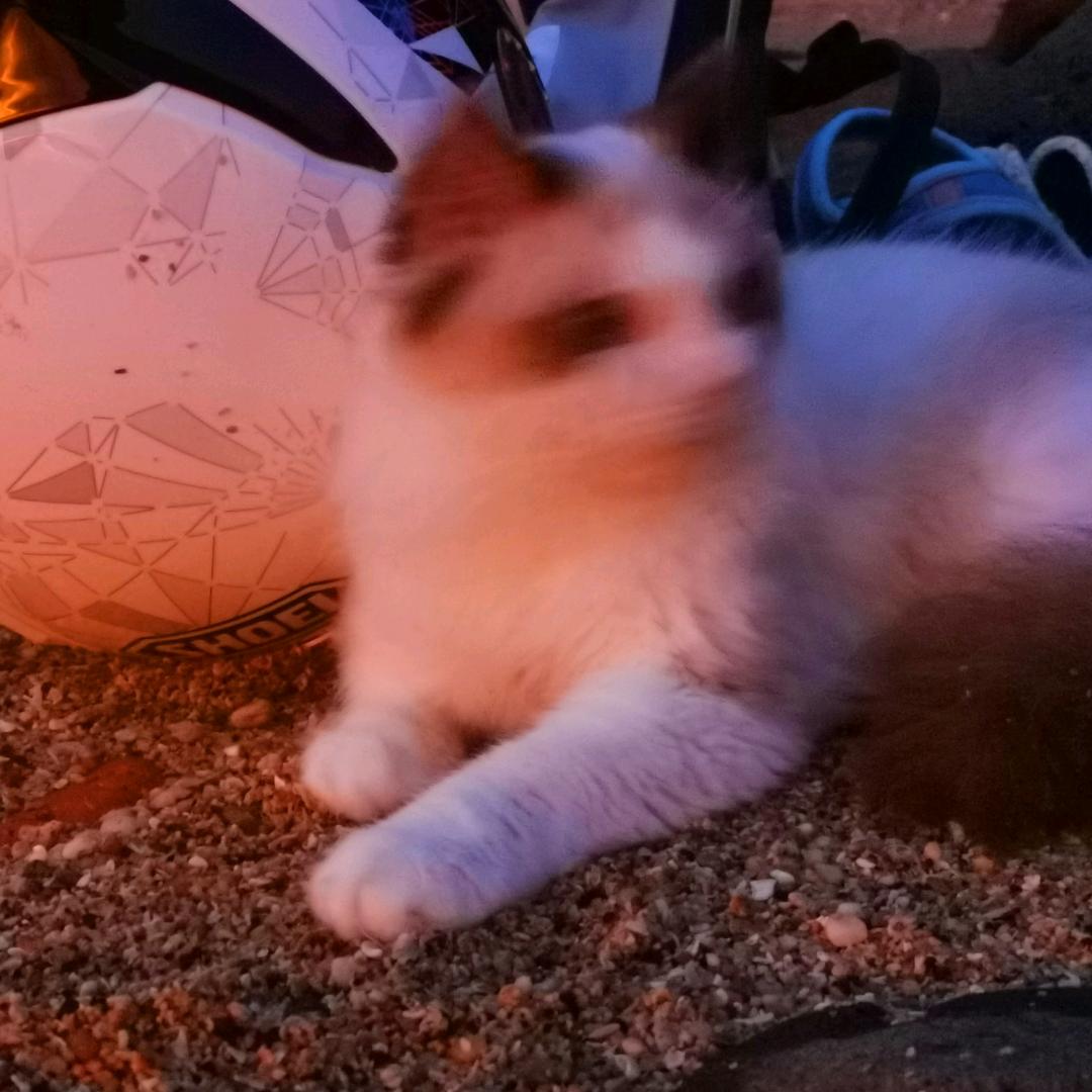 去码头整点薯条🍟