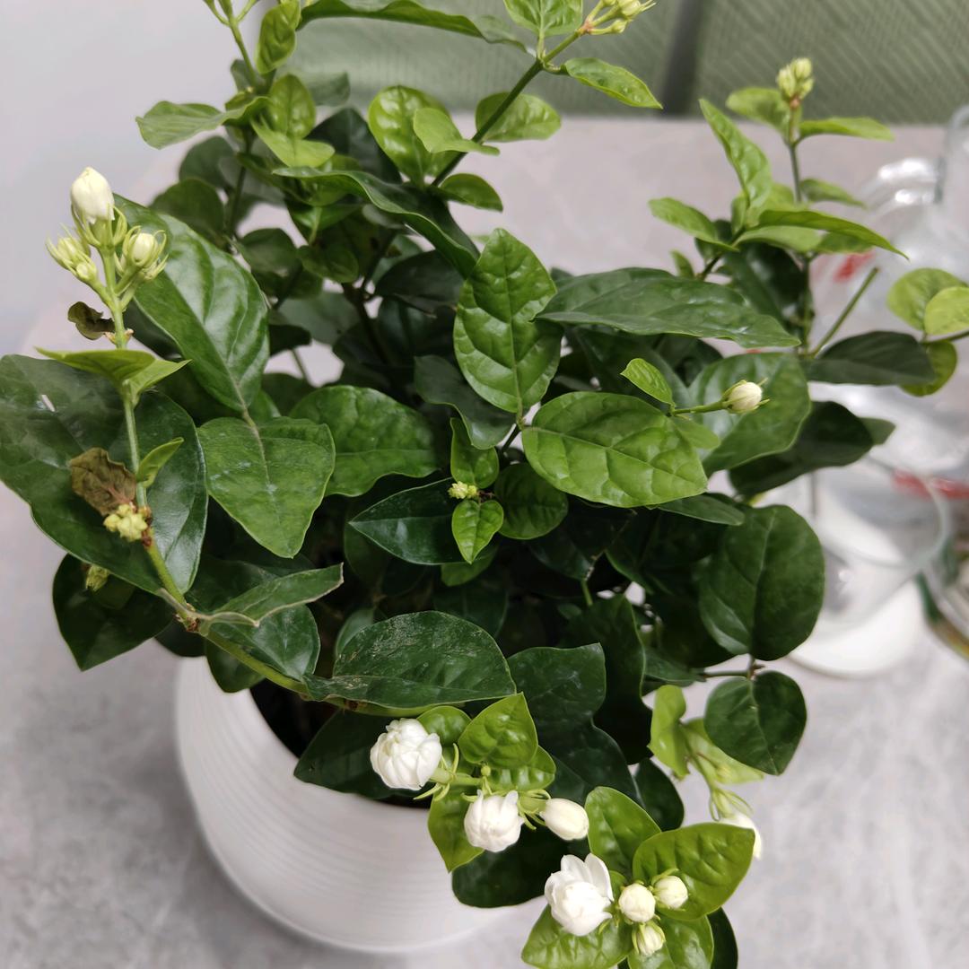 冰纯茉莉
