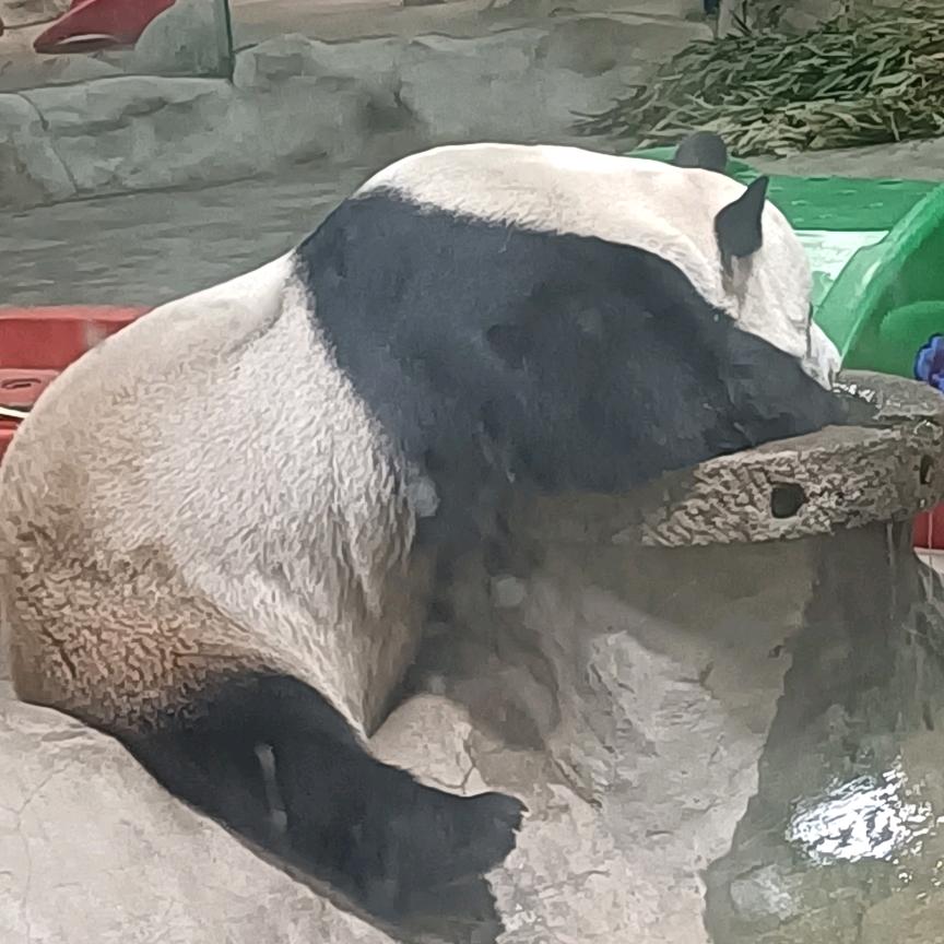 ZUNVO月妖飘飘（玉炅）