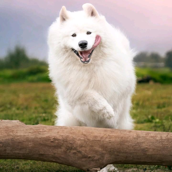 山上下来个林哥哥