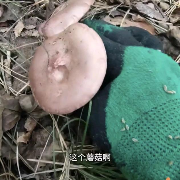 啊泽的大山生活
