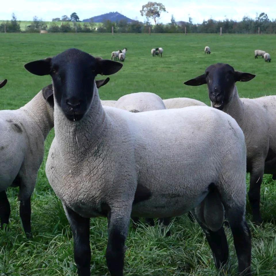 梁山繁殖母羊基地