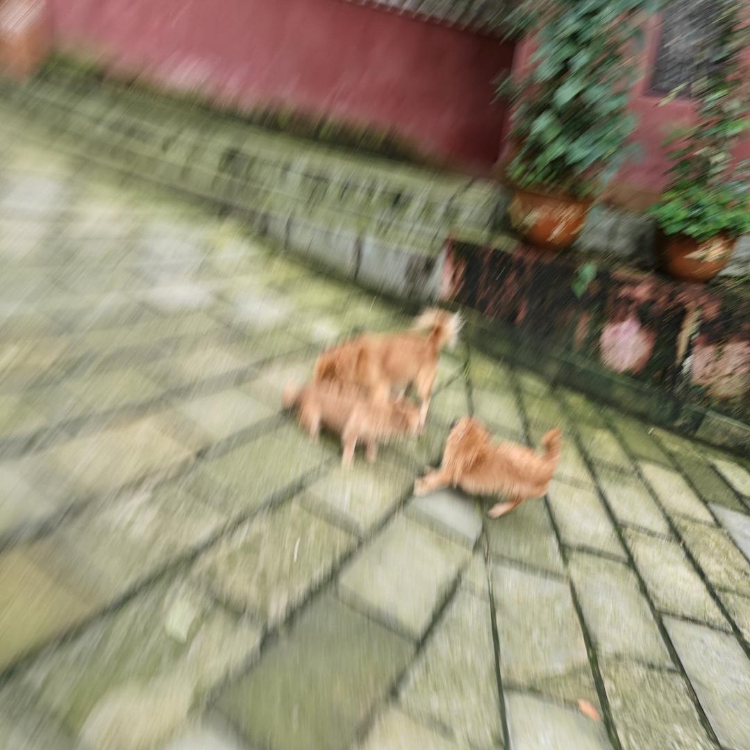 我是姜图