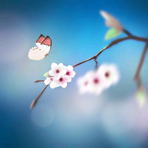 🦋ꦿ໊65*欧᭄🕊1谶᭄ꦿᩚ٭