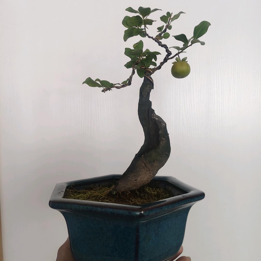 @淡&‾ー‾*定