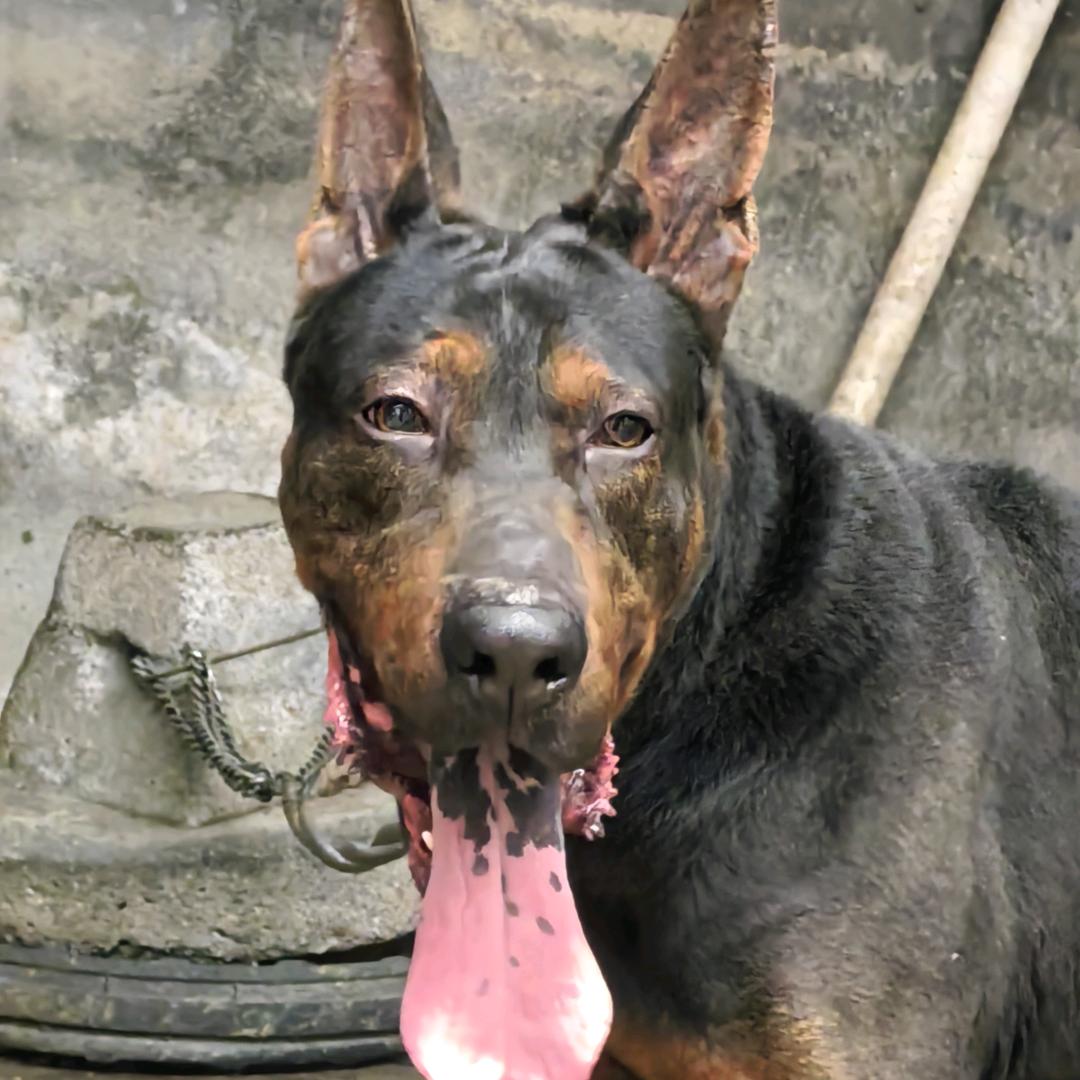 中国狼犬🇨🇳