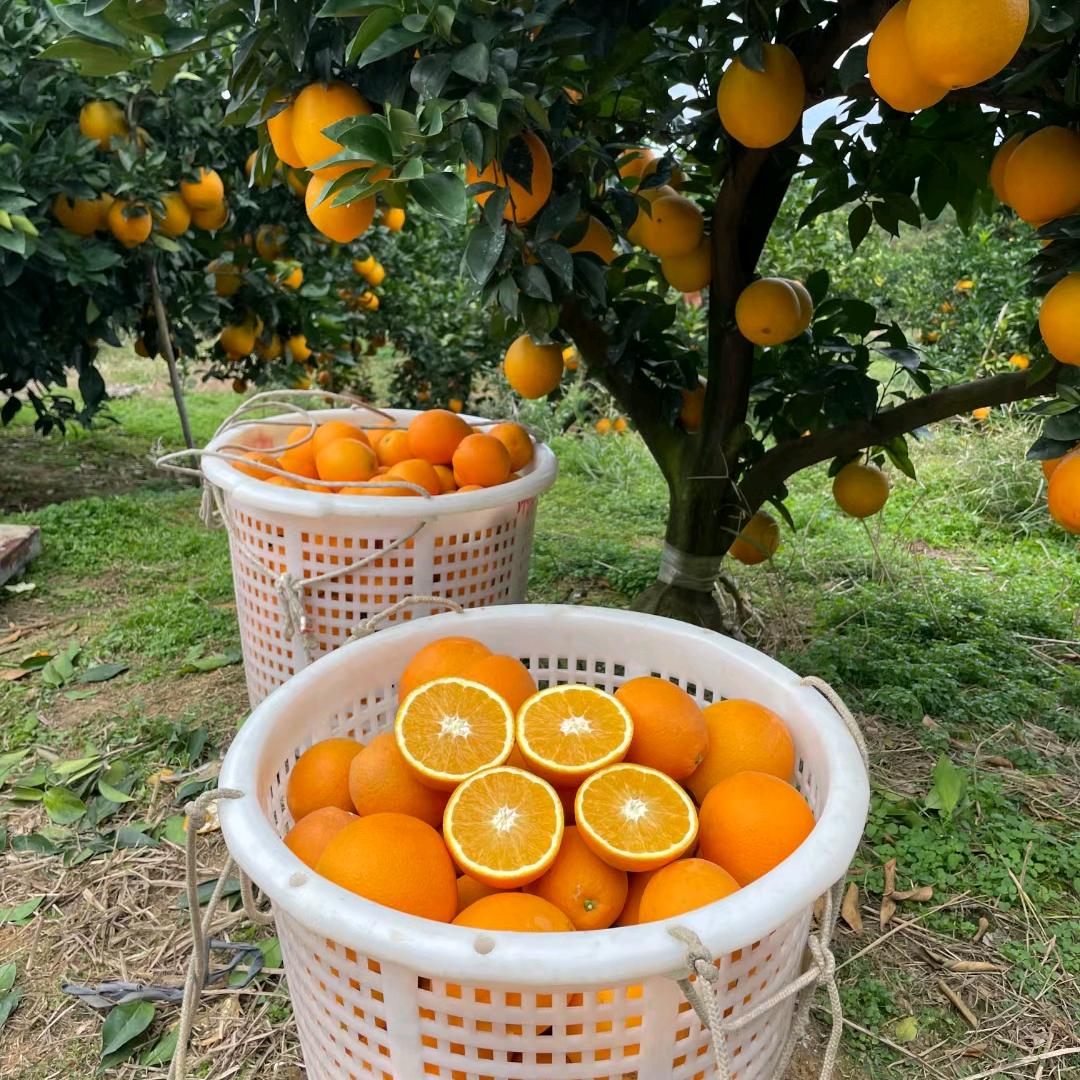 嘉游赣(赣南脐橙代发代办)