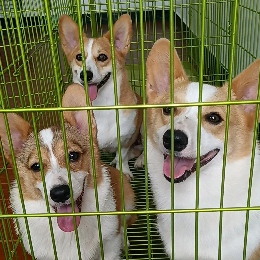 养柯基的生活
