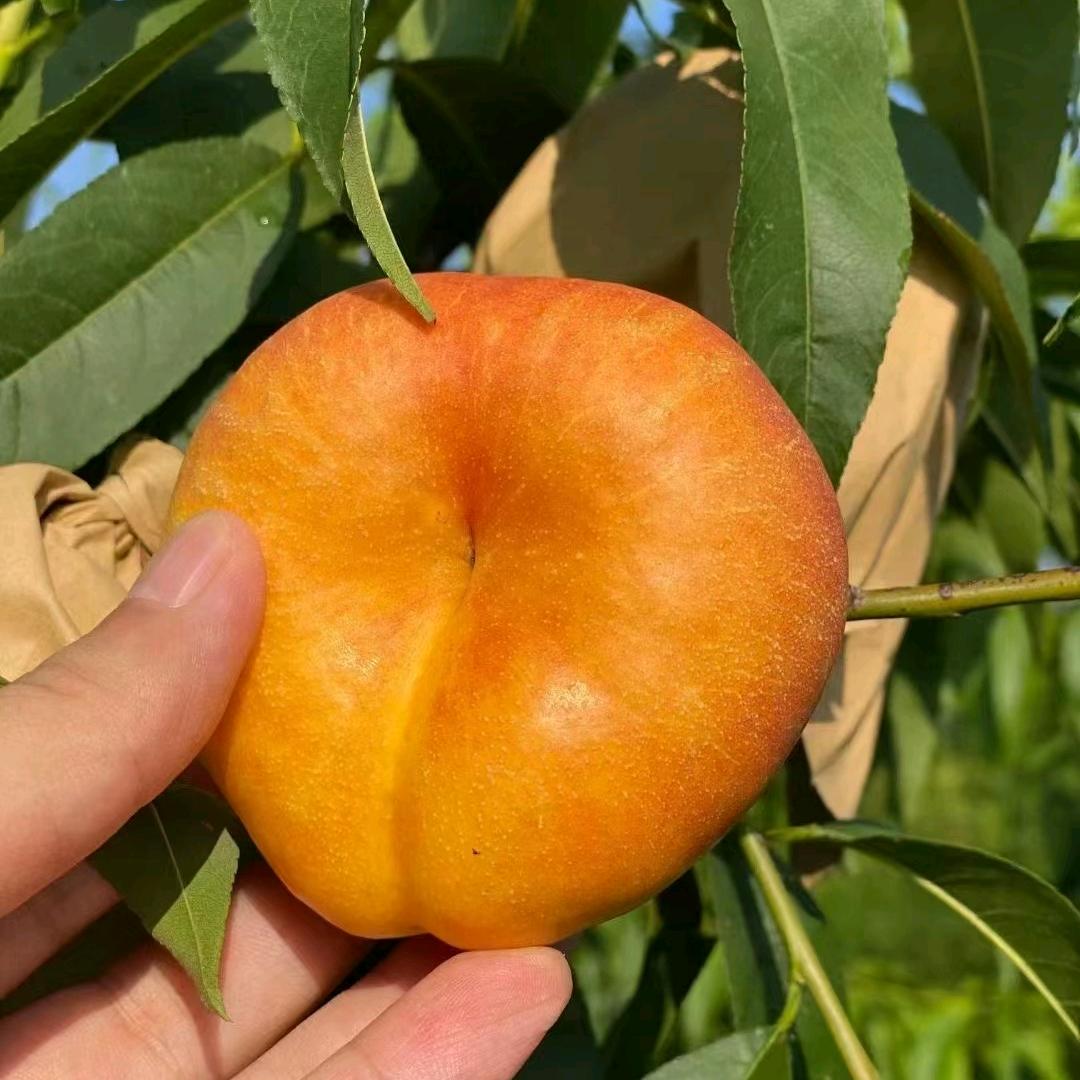 蒙阴悠果品