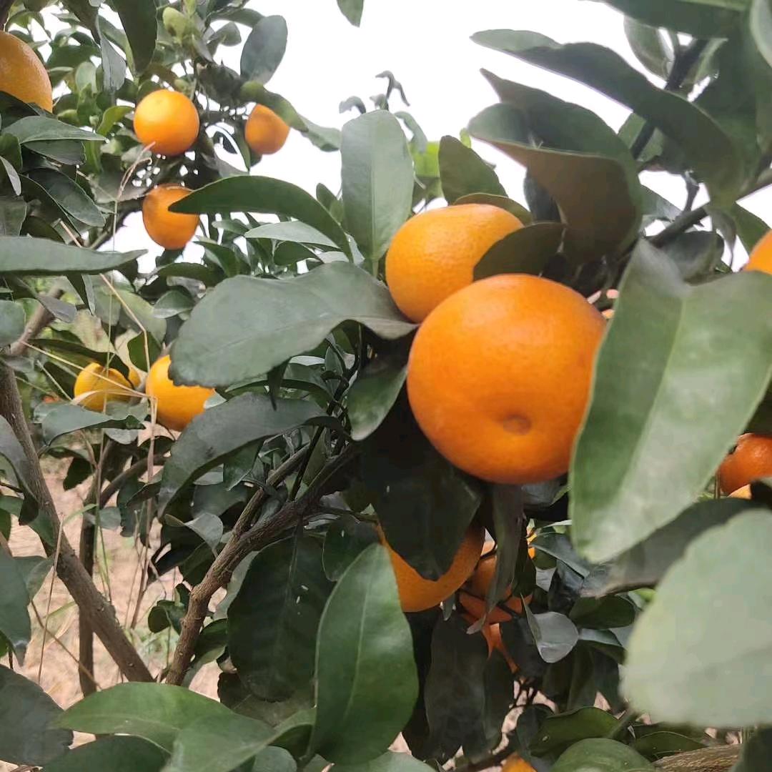 梁家子弟