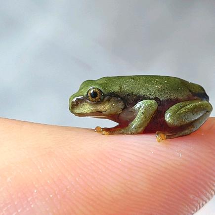 呜伊蛙🍃