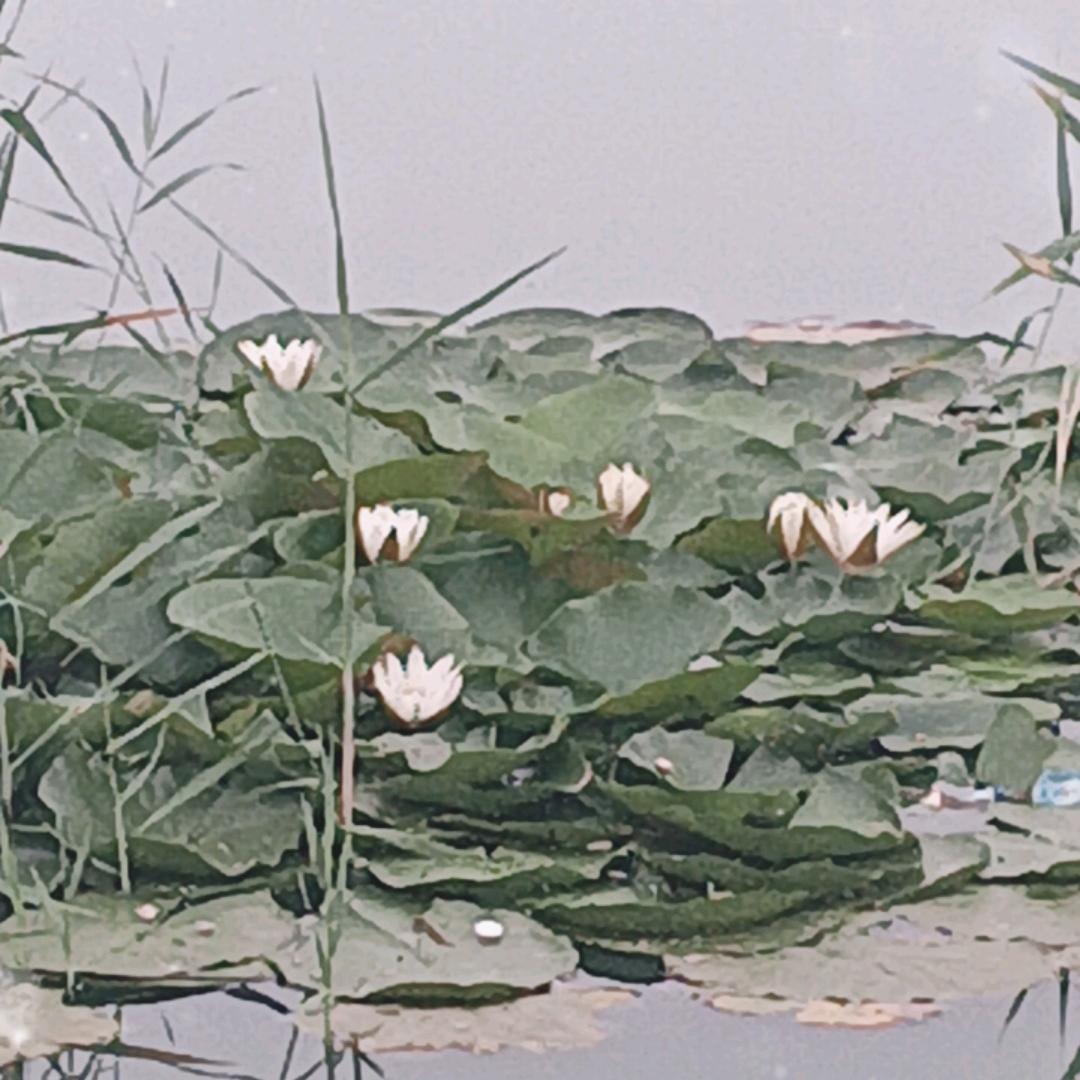 玉福洋洋