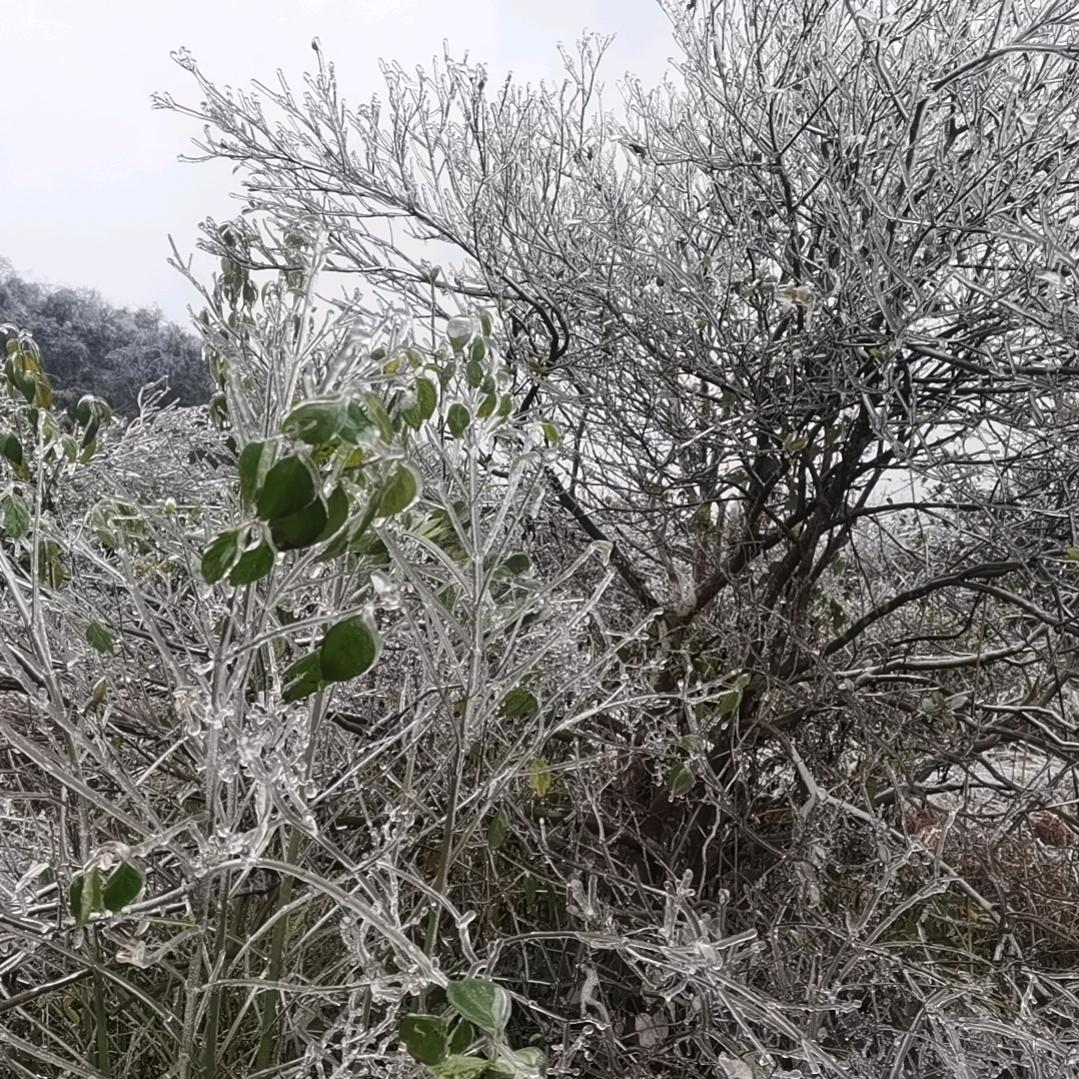 良哥小号:早上7点50分开播