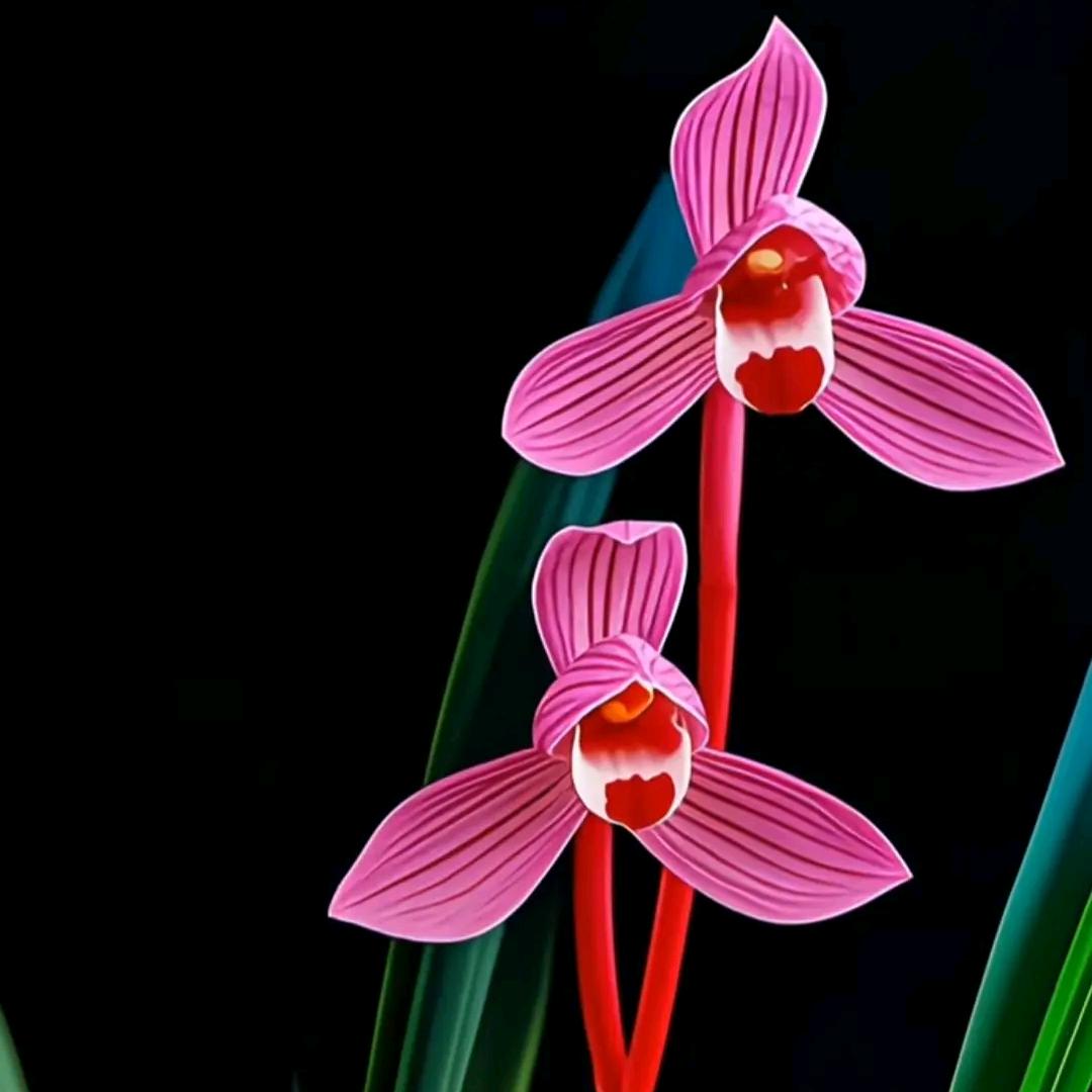 《溜达哥》----兰花花0808