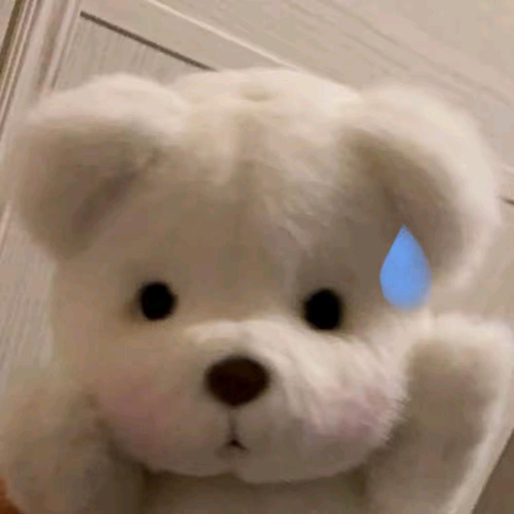 小猫大王🐾🐾