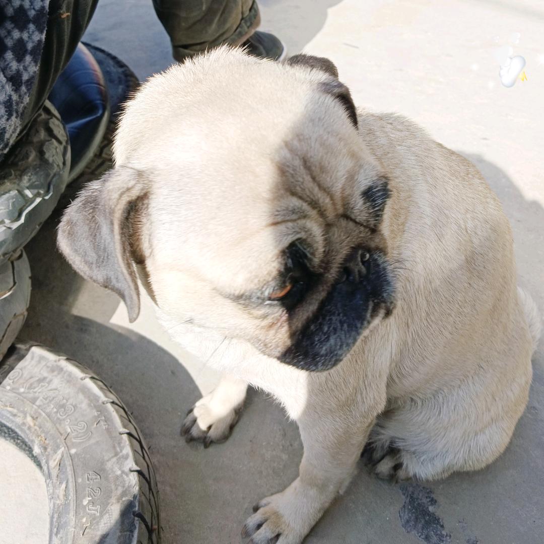 卢胜锅炉机电一体化