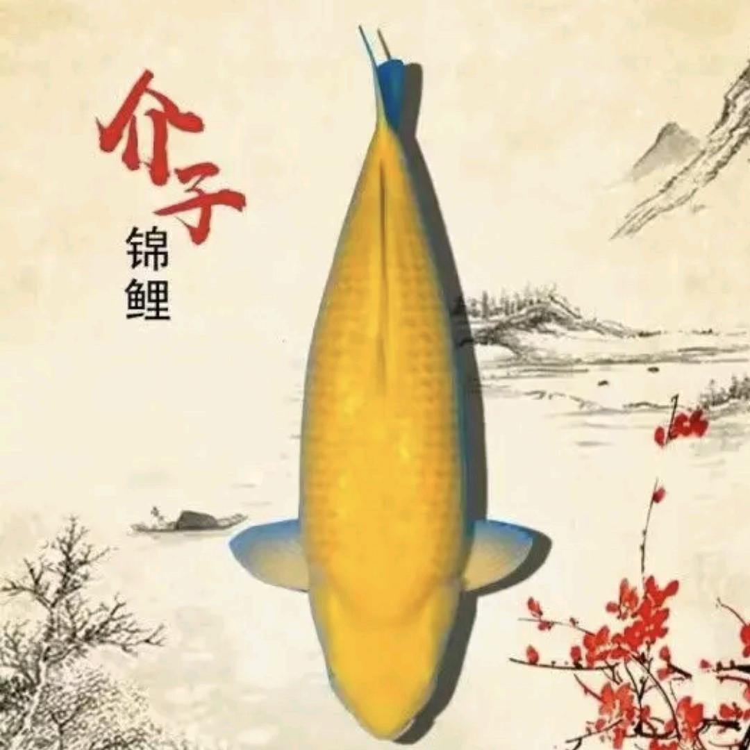 慧鑫锦鲤观赏鱼