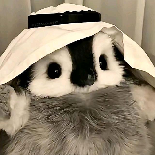 狡猾的🦊耳朵
