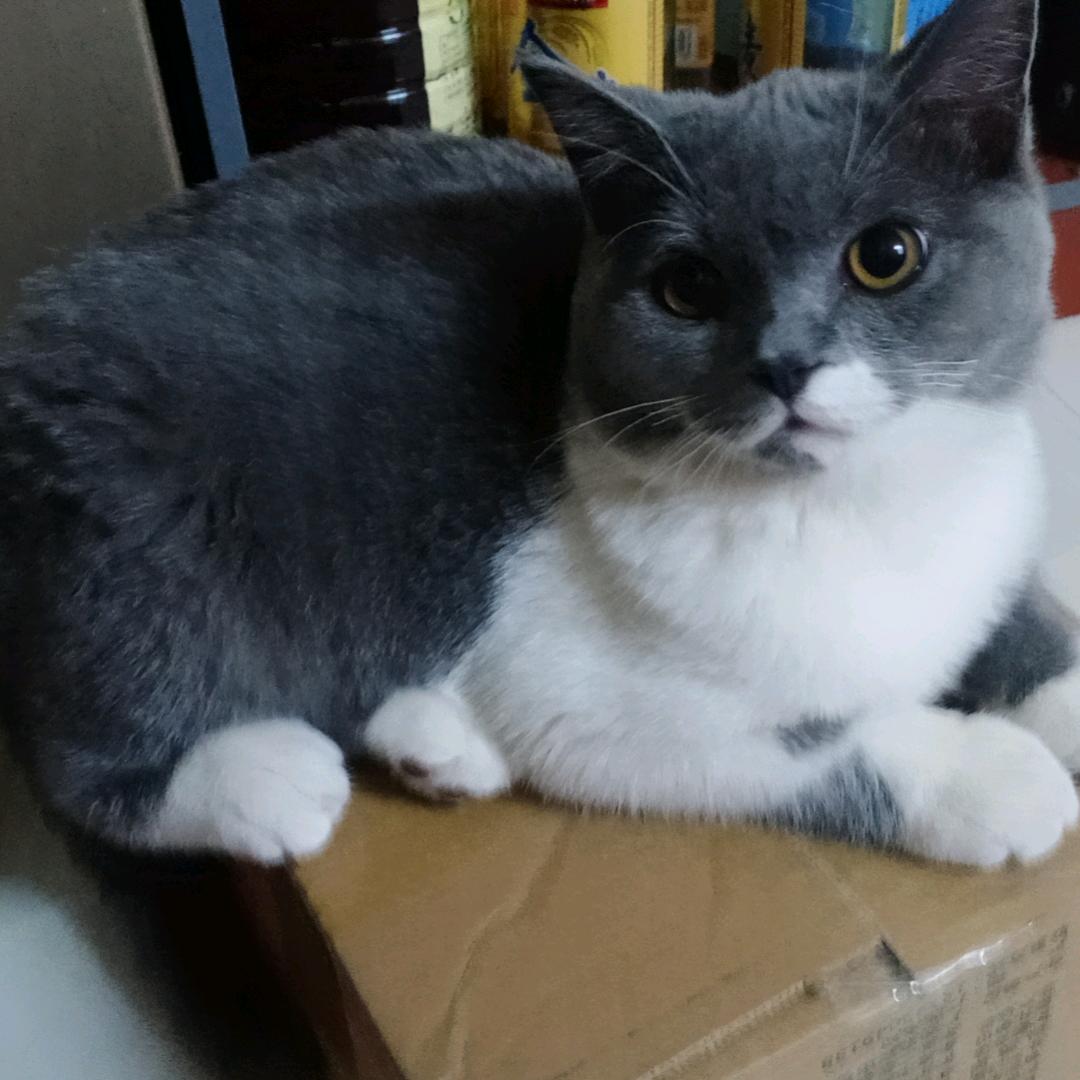 冬雪白了兔