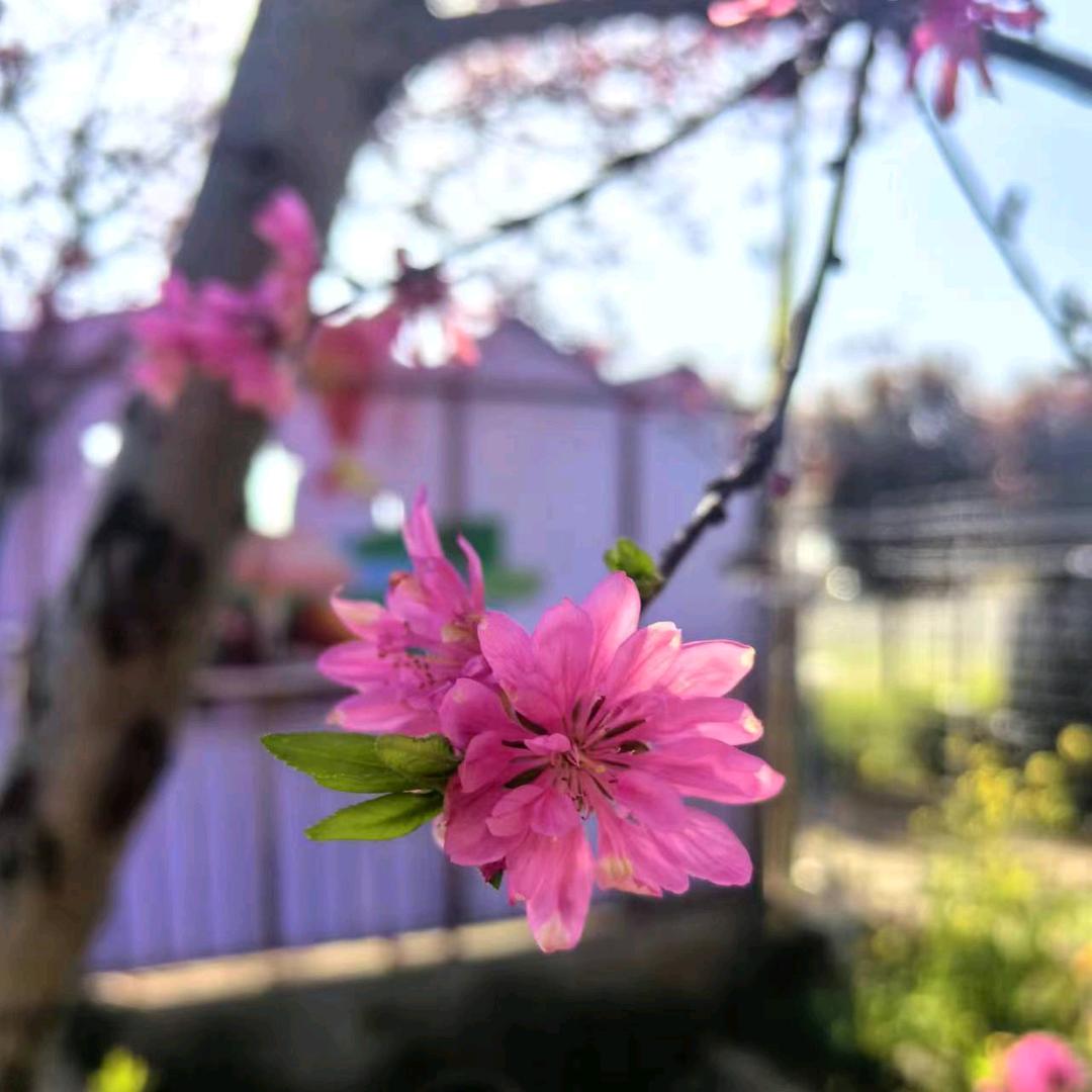 艳与秋的风花雪月