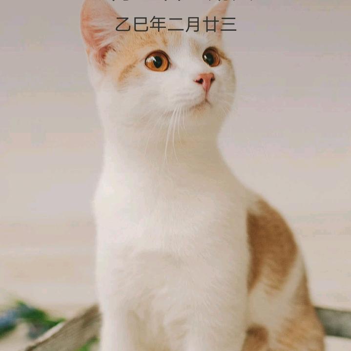 真心更好