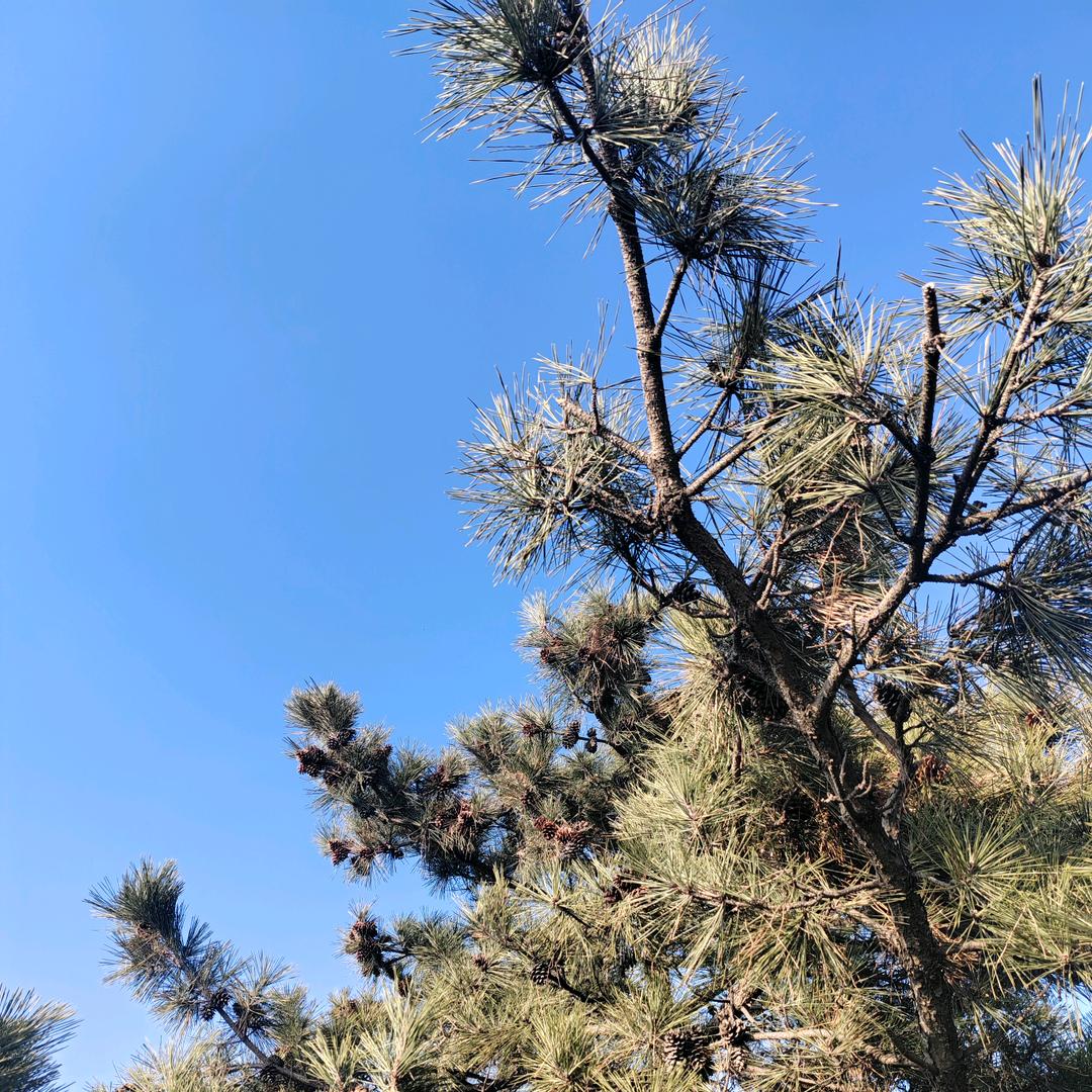草莓熊