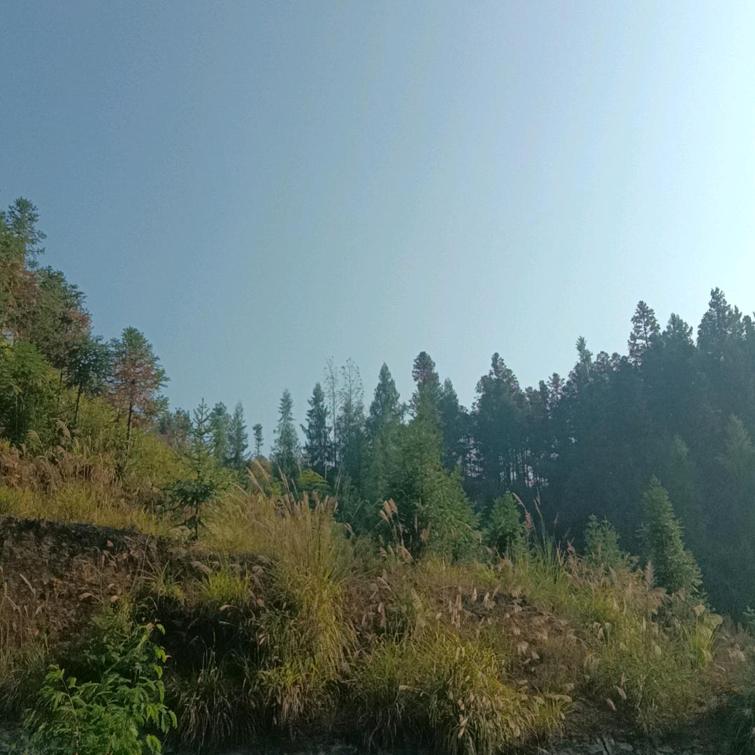 飛歌