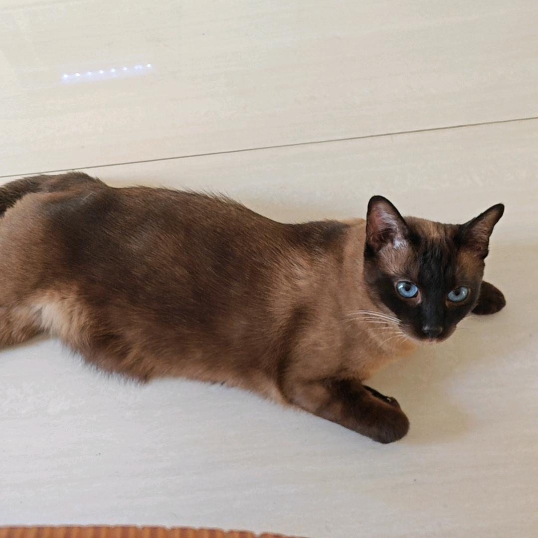 大牛是只猫