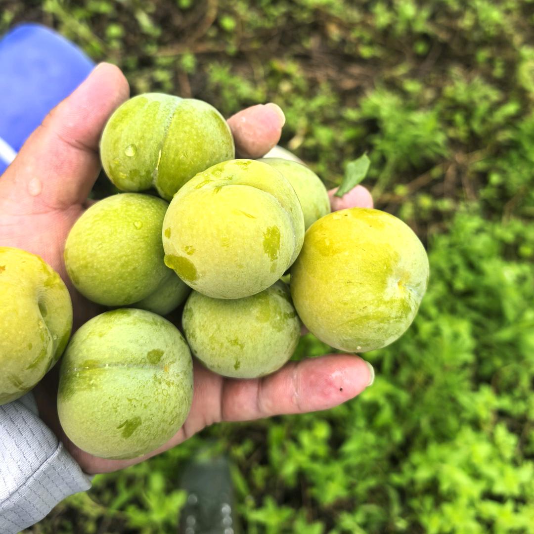 洪方芳家的果园