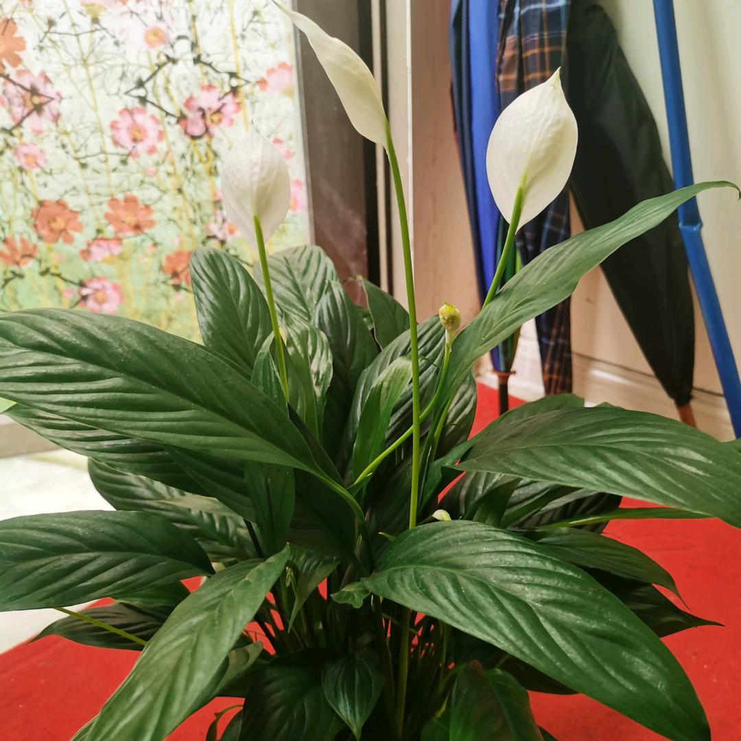 相雨