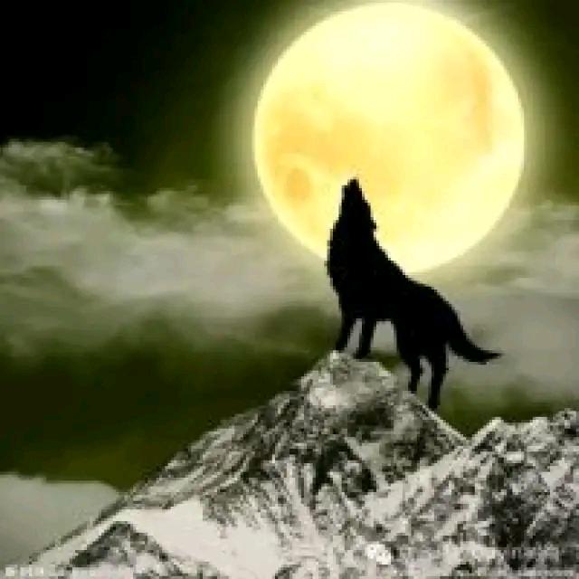 大名鼎鼎（金鼎嗨哥）🔥