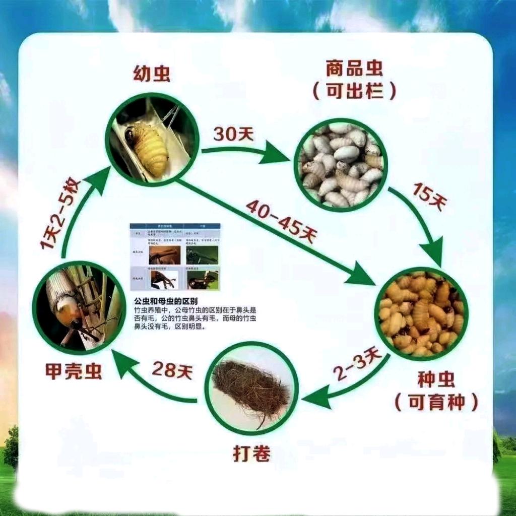 竹虫养殖基地源头厂家养殖干货分享