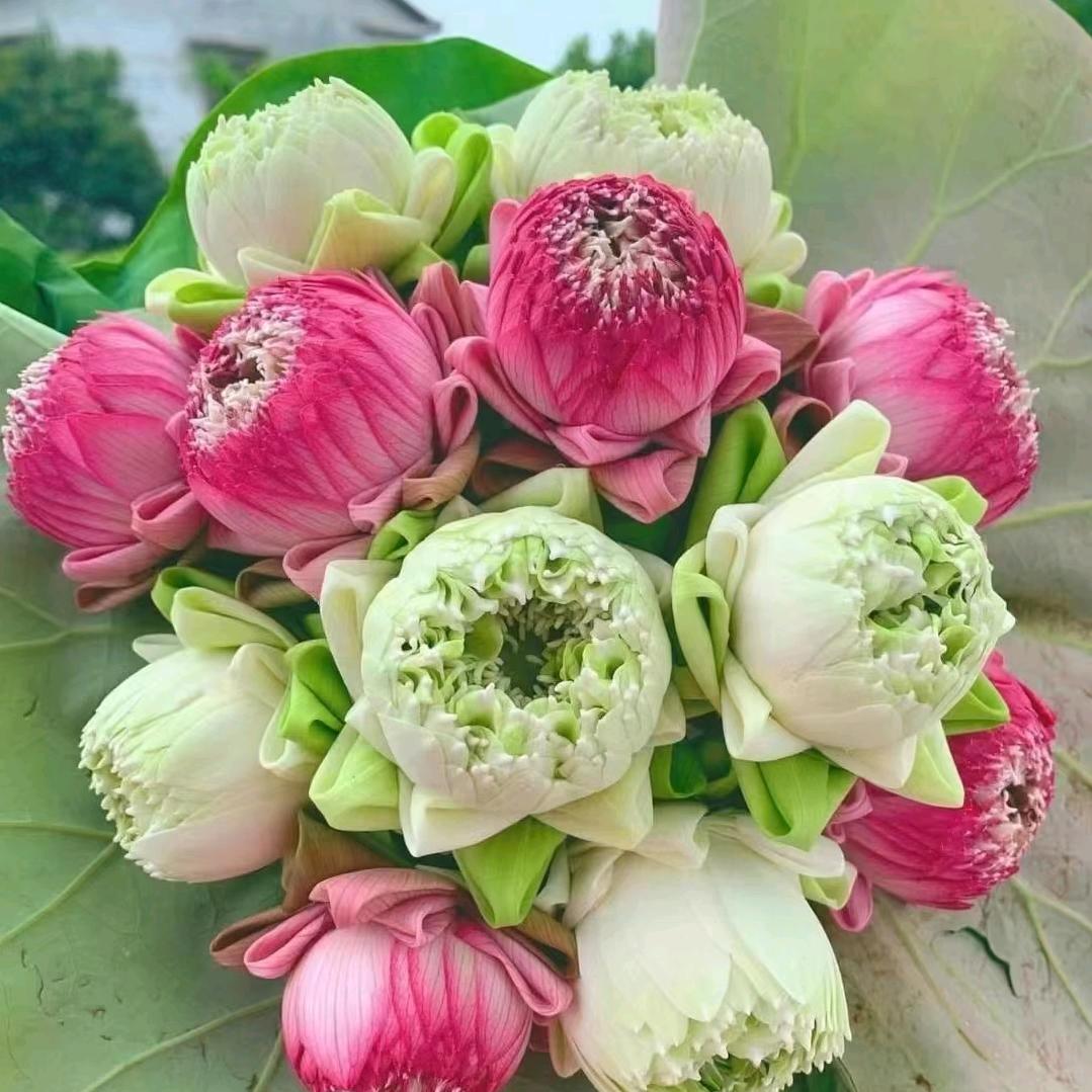 👫💐🌹相见不如怀念🌹💐👬