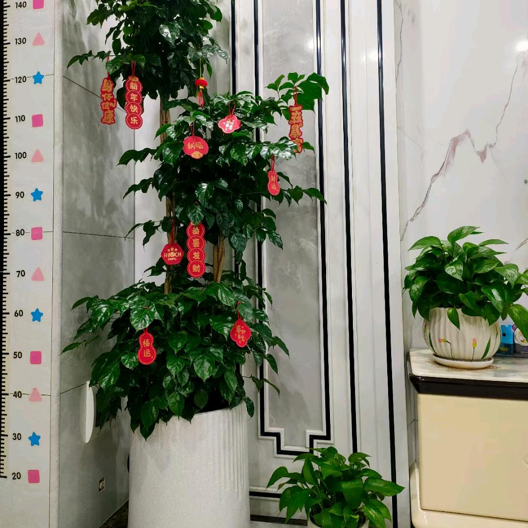 安逸0610头像