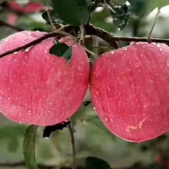 💞ℒᎭℯ⃝幸运🍀加满᭄࿐