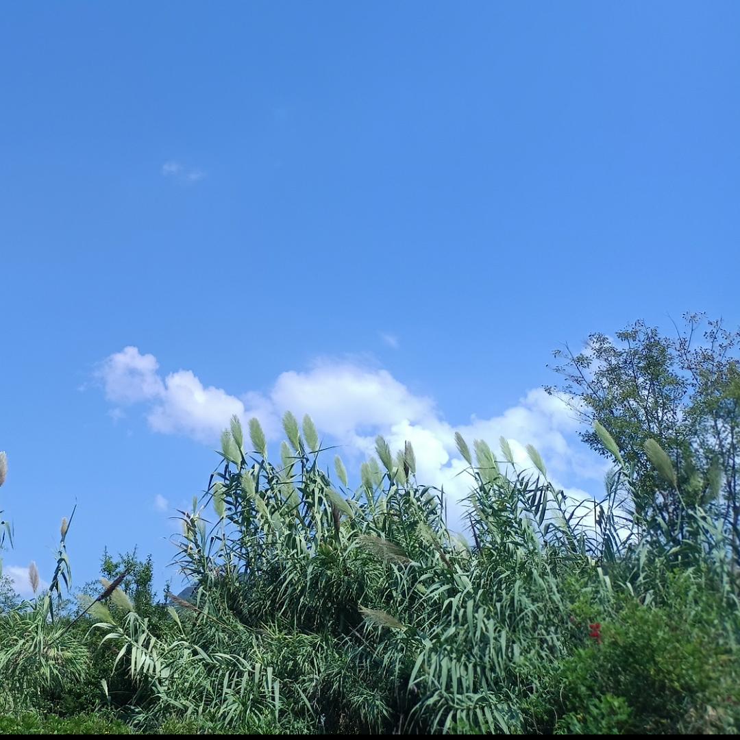 宁羌霞妹5643707598000