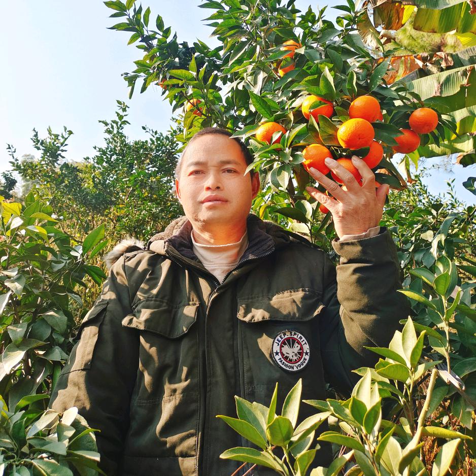文哥：洞口雪峰蜜桔