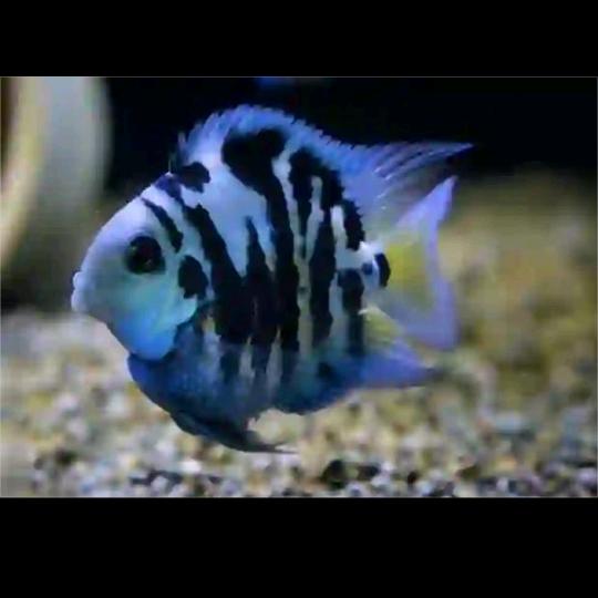 龙泽水族热带鱼