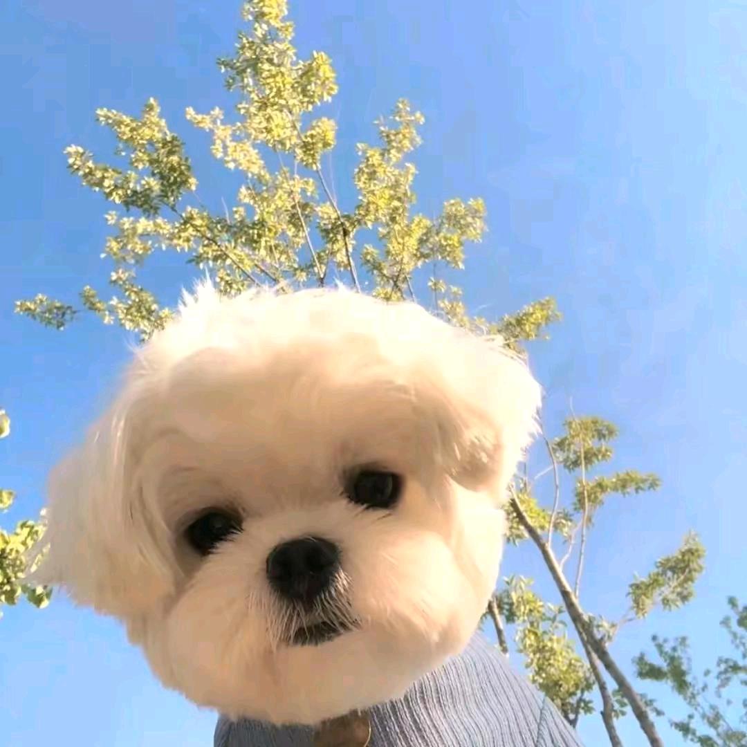 小baby