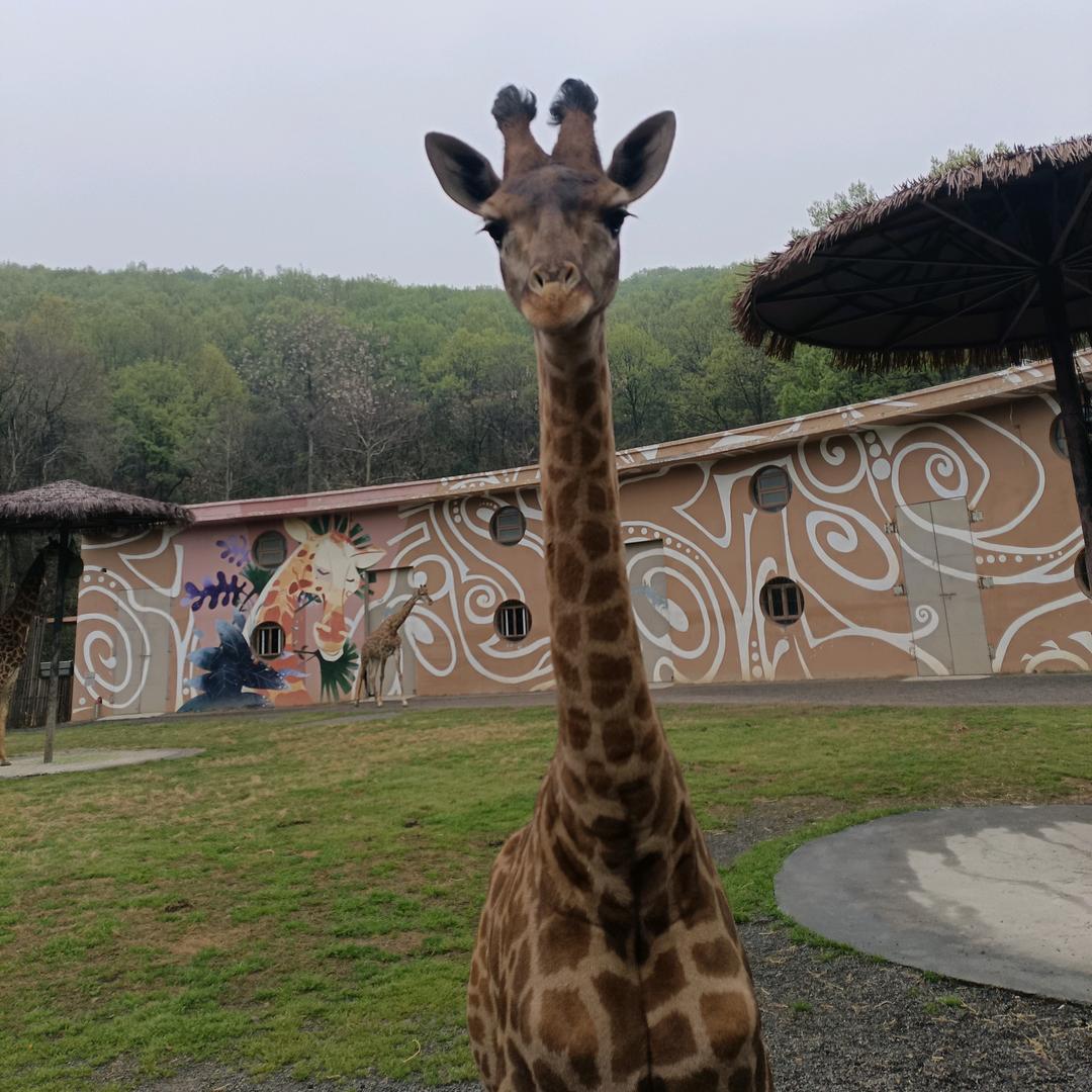 长颈鹿的饲养员